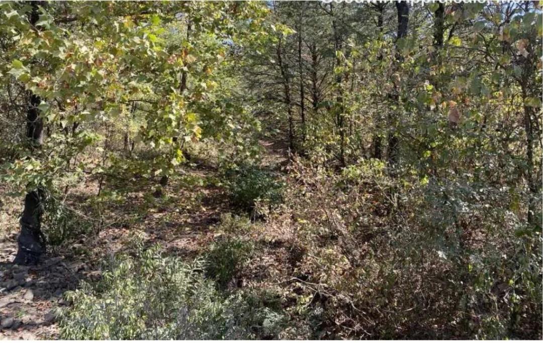 103.50 Acres at 0 Spring Lake Rd
