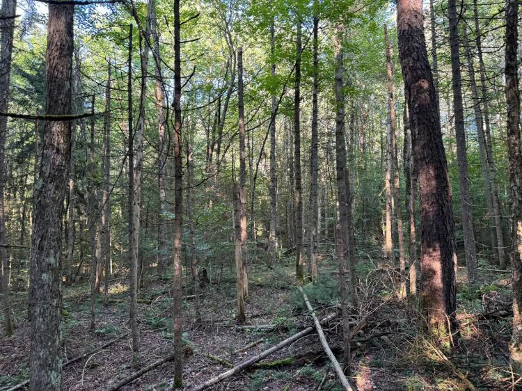 Southern Adirondack Cabin Site
