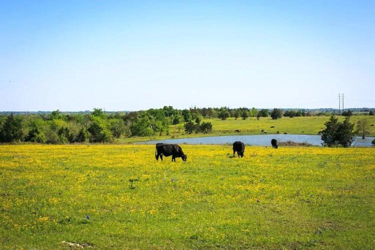 103 acres Chadwick Hogan Rd Chappell Hill, TX 77426