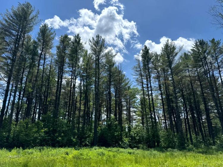 Point Rock Woodlands