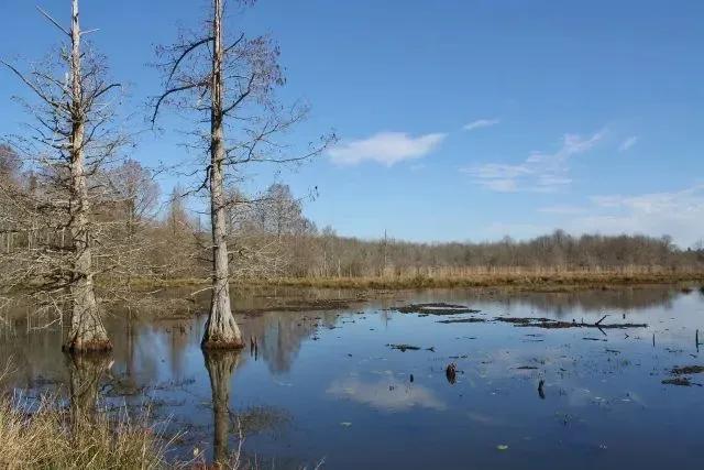 Sulligent +/- 190 Acre Tract