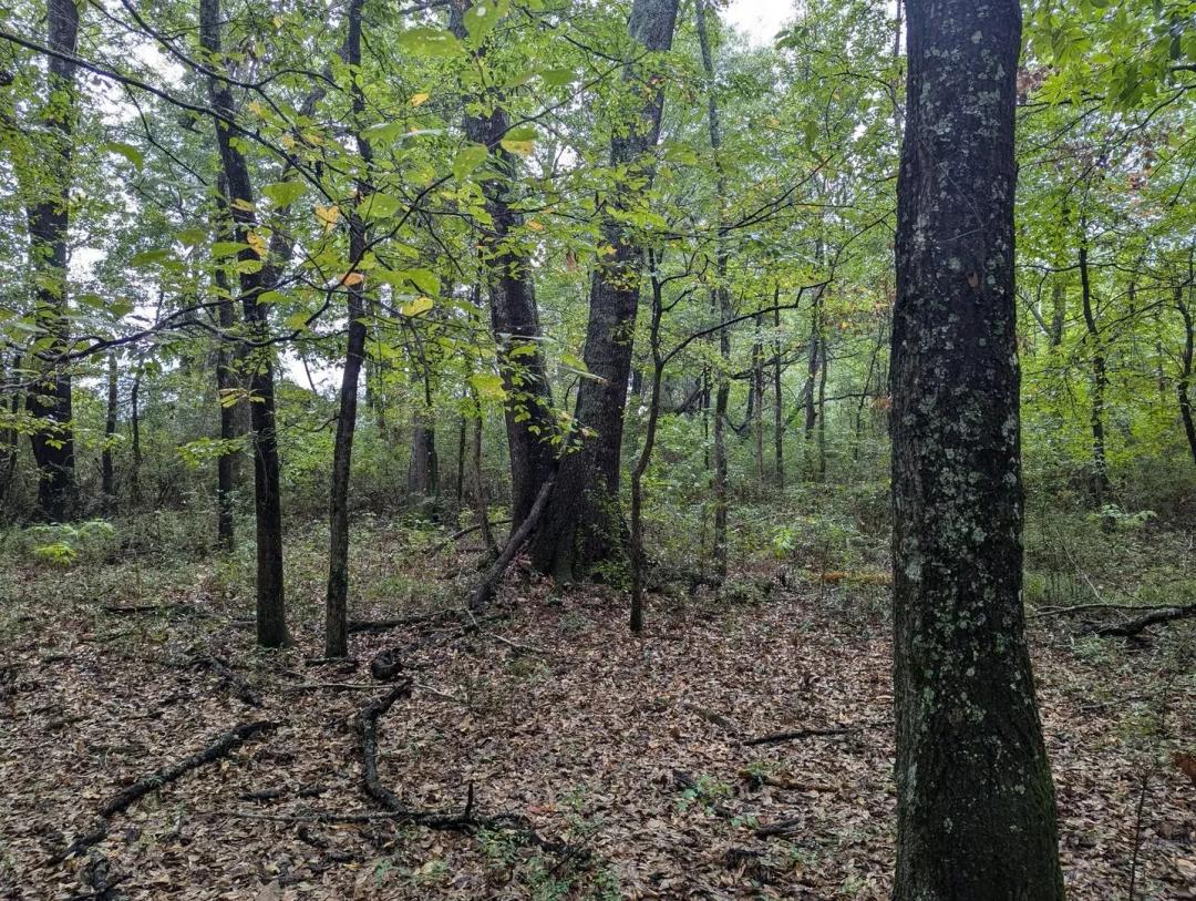 AUTAUGA 23+/- HOMESITE NEW PRICE!