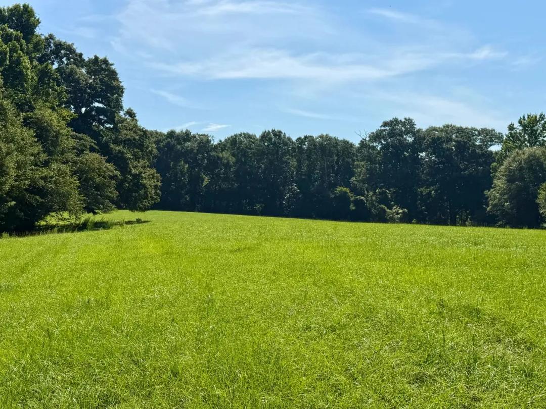 31 Acres in Crenshaw County, AL 