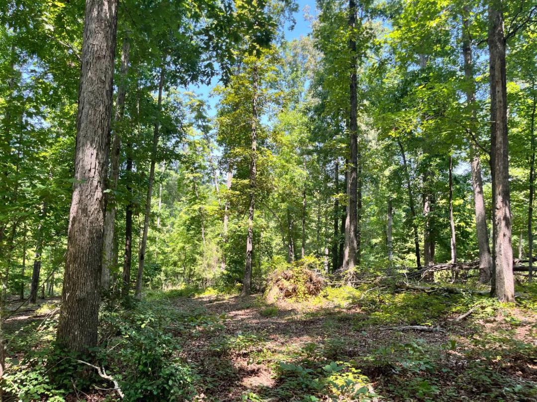 Turkey Creek C