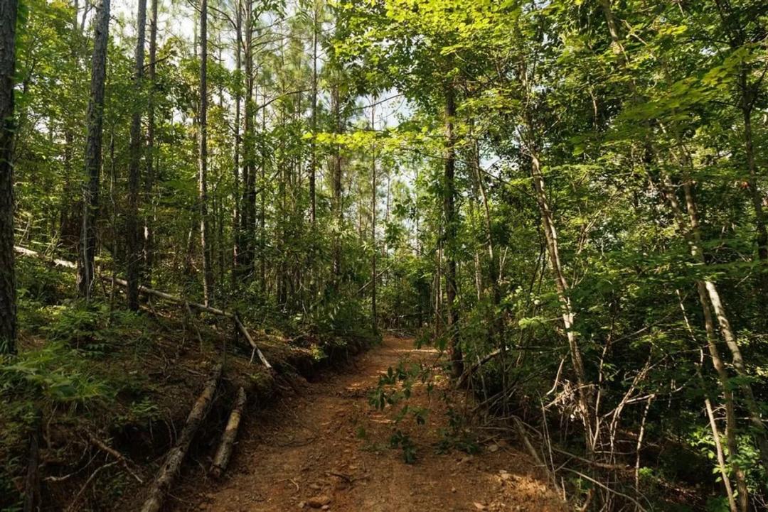 Big Rock 1- 125 Acres Chilton County, Alabama