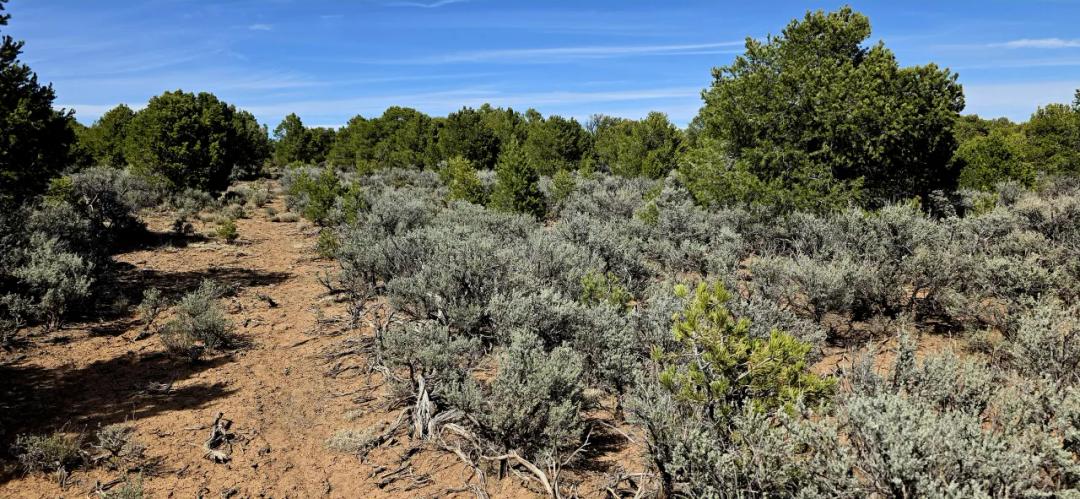 2 acres in Taos County New Mexico * Trees * Views * Seclusion