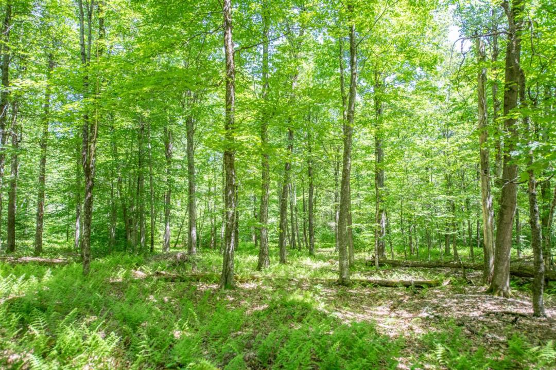 Secluded building lot on private road