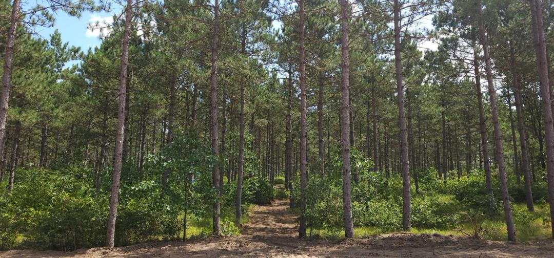Northwoods Land Near Lake Petenwell &amp; Sand Valley Rome Wisconsin