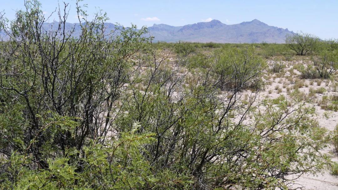 4 Lots * 2 acres between Deming and Columbus southern New Mexico