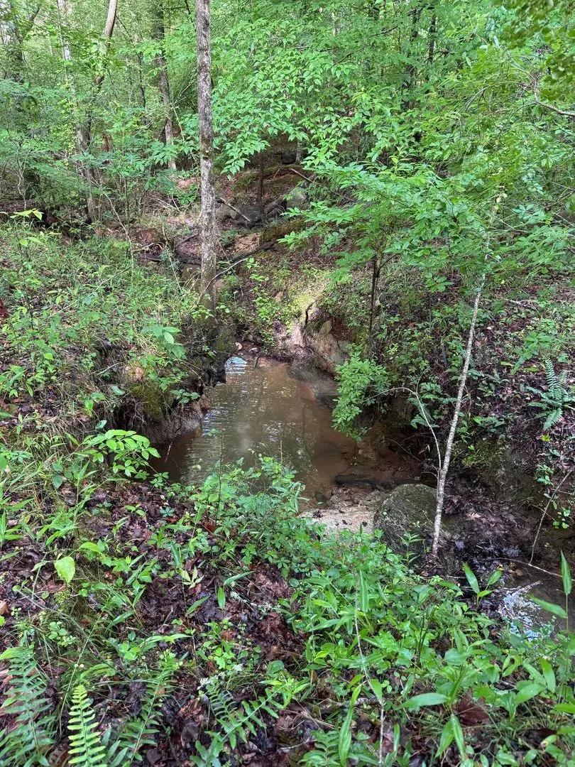 56.42 +/- Acres Po Biddy Road Tract
