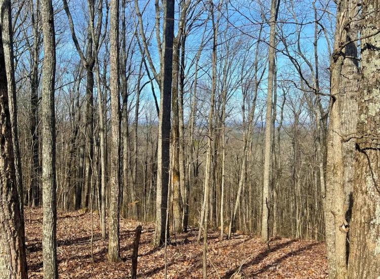 TURKEY HAVEN MOUNTAIN - LOT 1