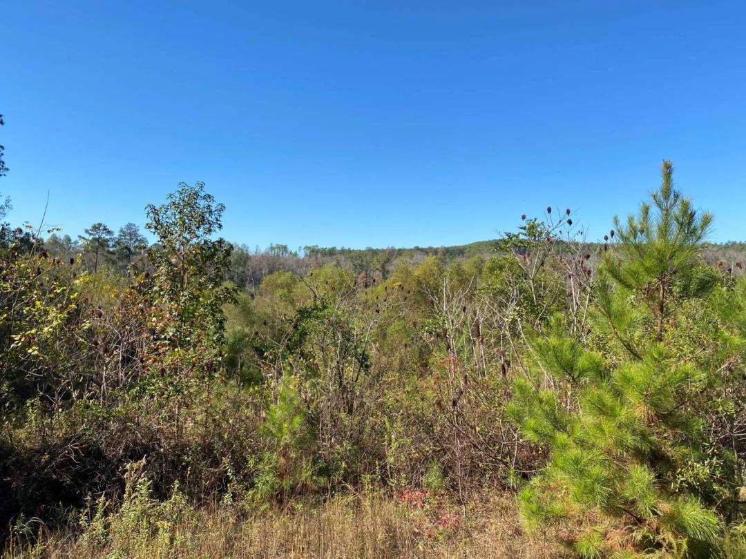 75 Acres - Perry Co. - FL Bailey Tract