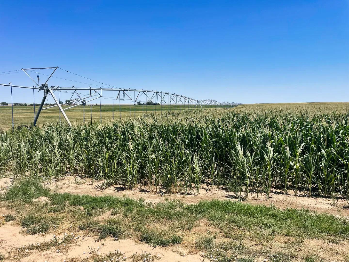 corn 4