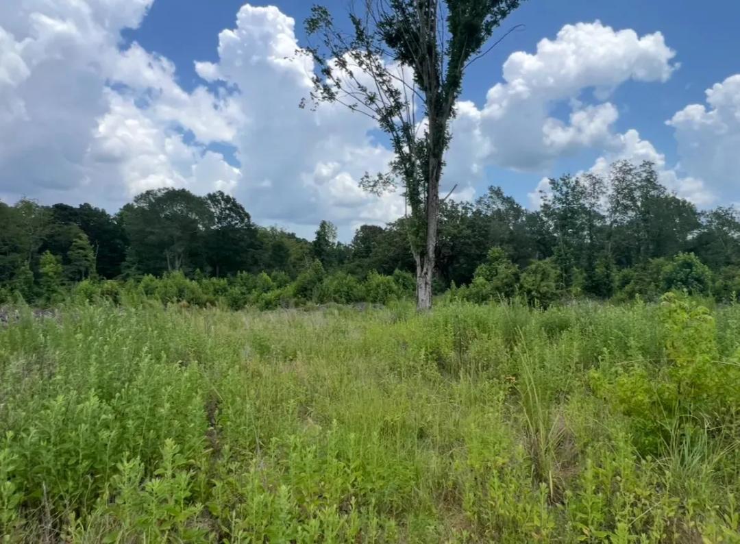 8.65 Acres in Lincoln Parish, LA 