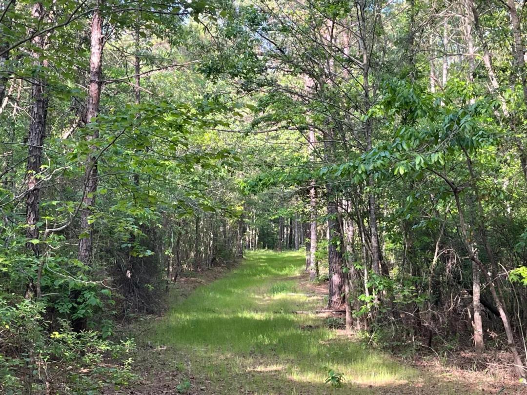 170.00 Acres at 0 Caroline Reed Road