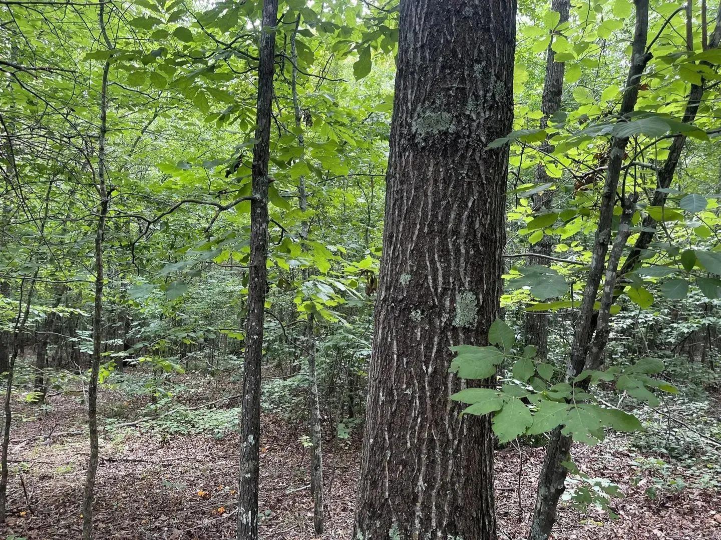 65433668-2