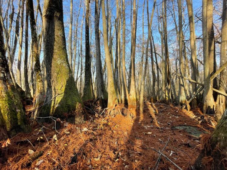 43.31 Acres in Holmes County, MS - Horseshoe Brake