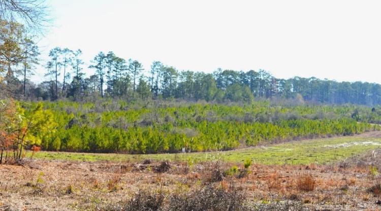 9.5 Acres of Rural Land for Sale in Pike County MS