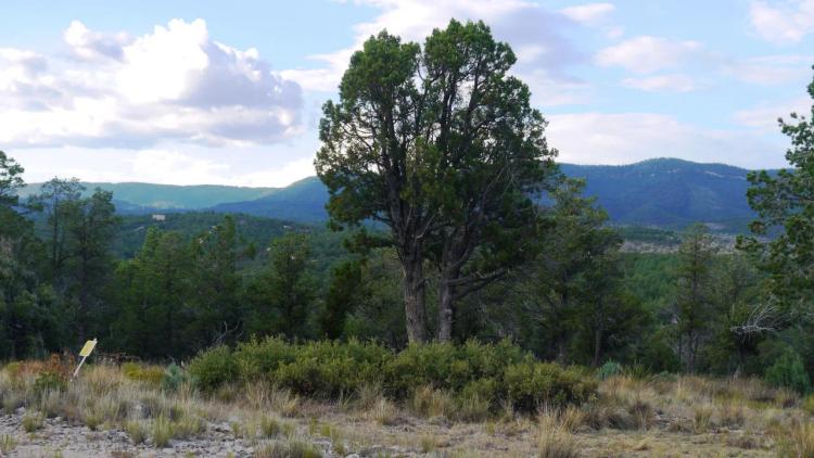 Timberon New Mexico RARE, large,  over one acre parcel with Standby water