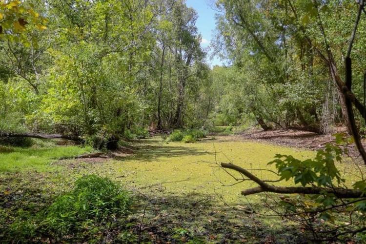 Hunting Land for Sale Just Outside of Baton Rouge