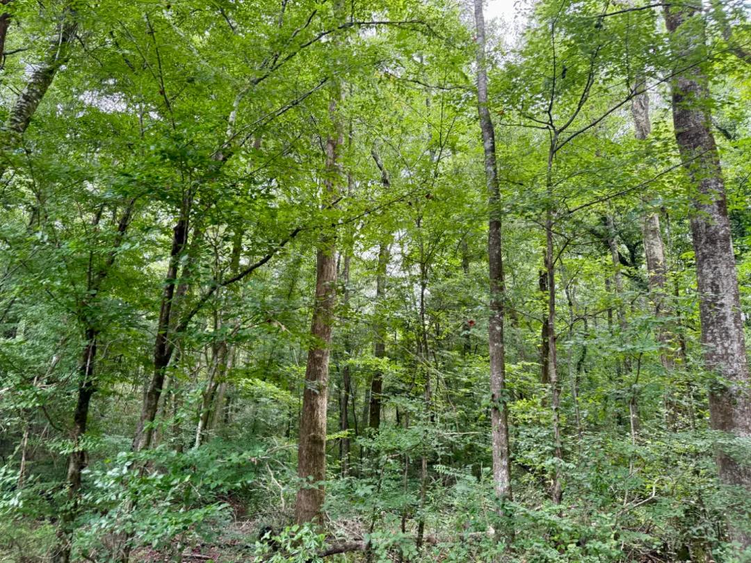 2194 HWY 570 E, SUMMIT, MS 39666