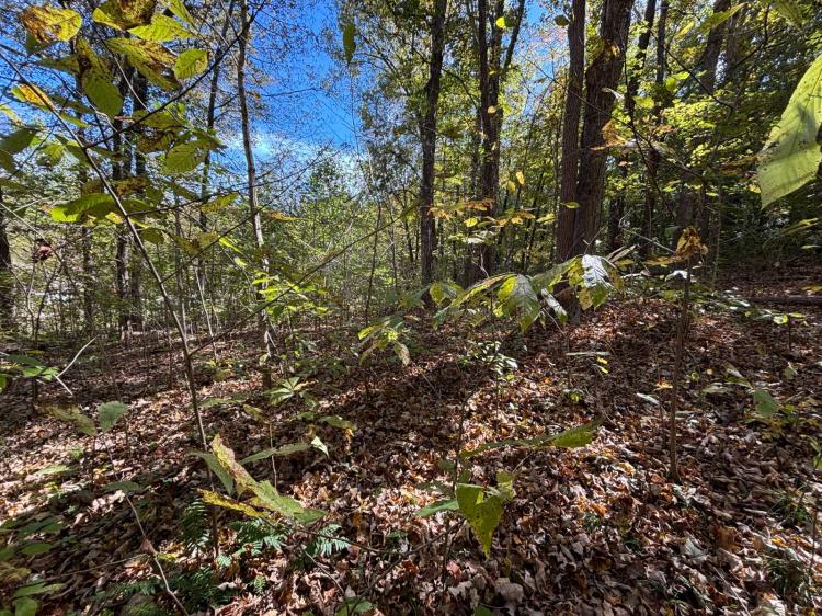 2 Acres +/- Wooded and Private