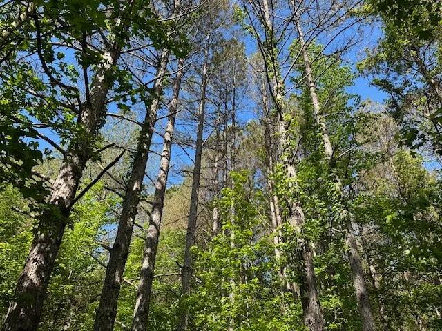 71.00 Acres at 0 Hwy 11, Tract 3