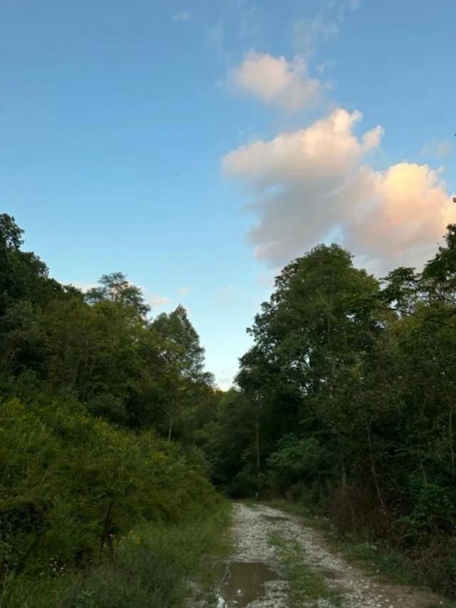 OFF GRID 89+/-ACRE SECLUDED PROPERTY IN LAWRENCE CO.KY $85,000