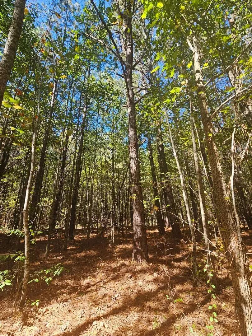 20 Wooded Acres – On Sand Mountain
