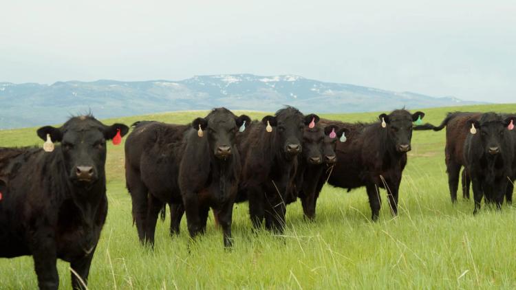 Timberlake Ranch