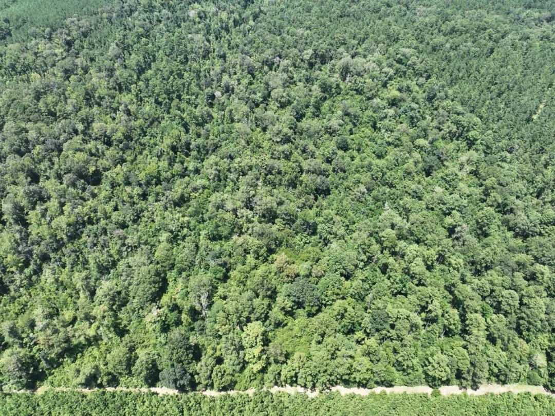 200.00 Acres at 0 Hwy 463
