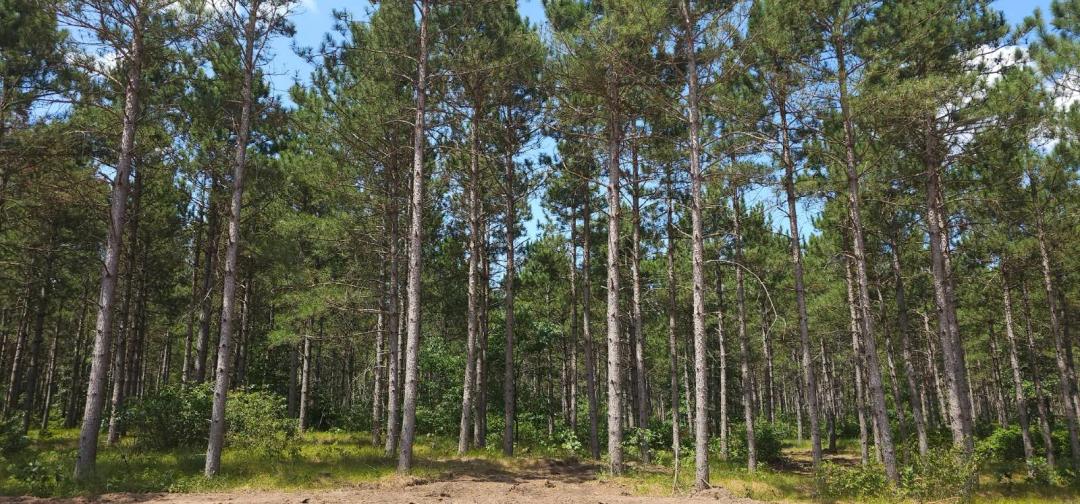 Buildable Land Near Sand Valley &amp; Lake Petenwell Rome WI.