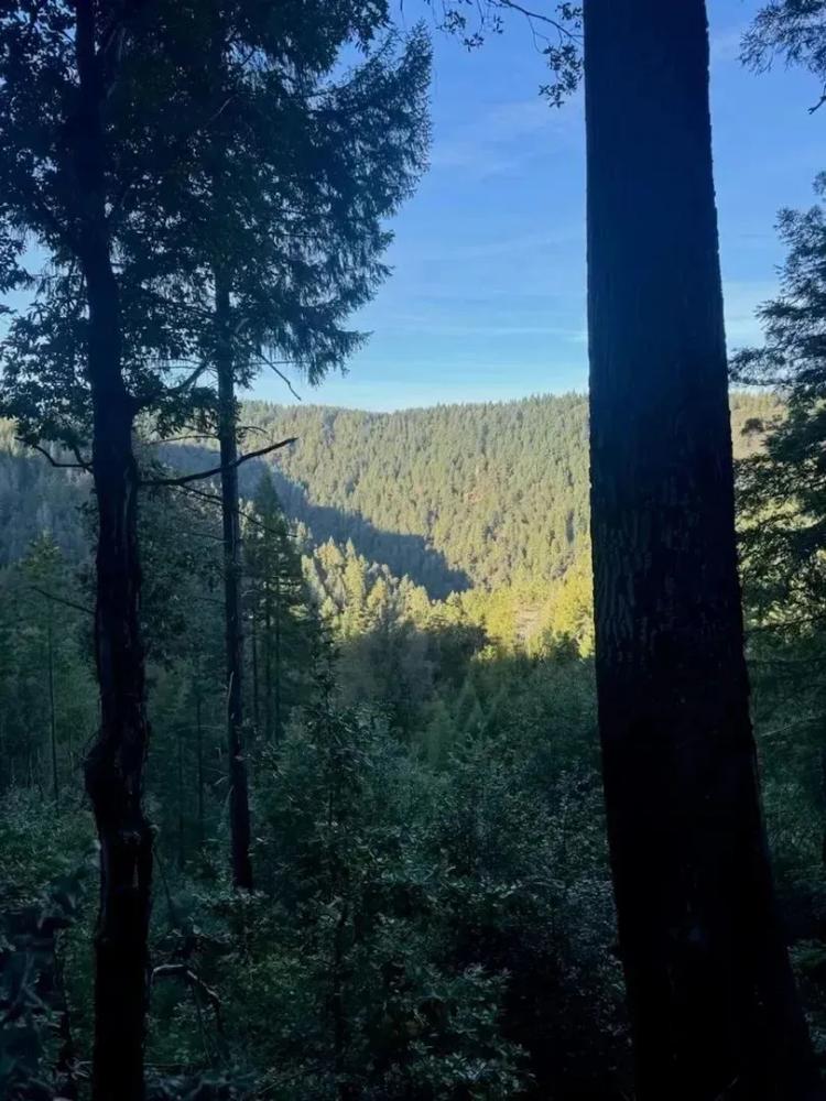 Redwood 1