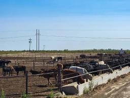 S  L Cattle-Lamar CO (13)