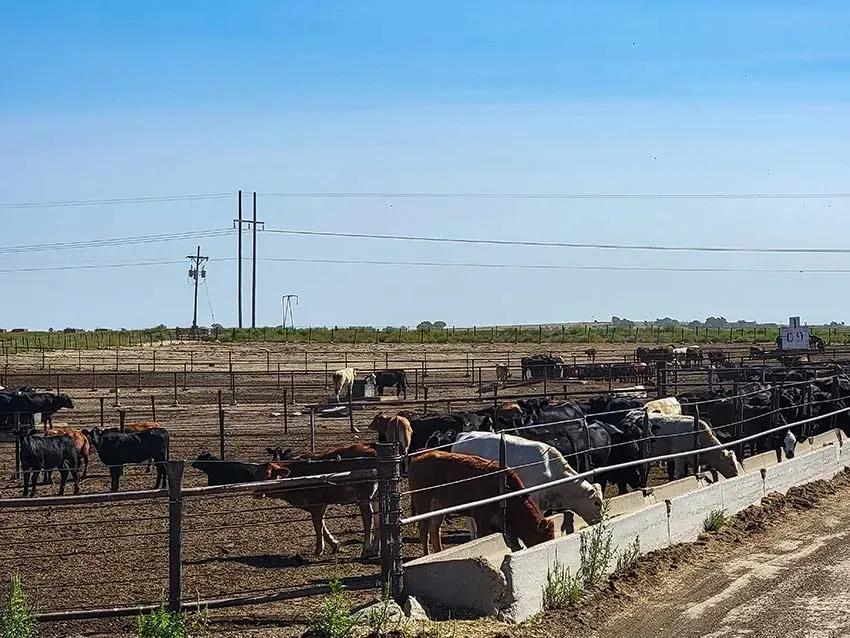 S  L Cattle-Lamar CO (13)