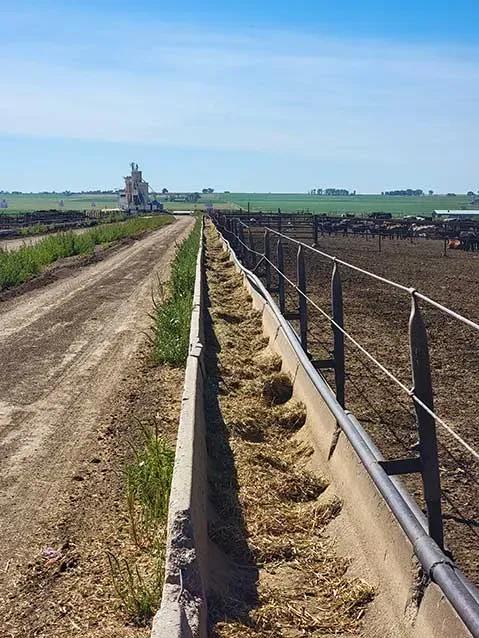 S  L Cattle-Lamar CO (7)