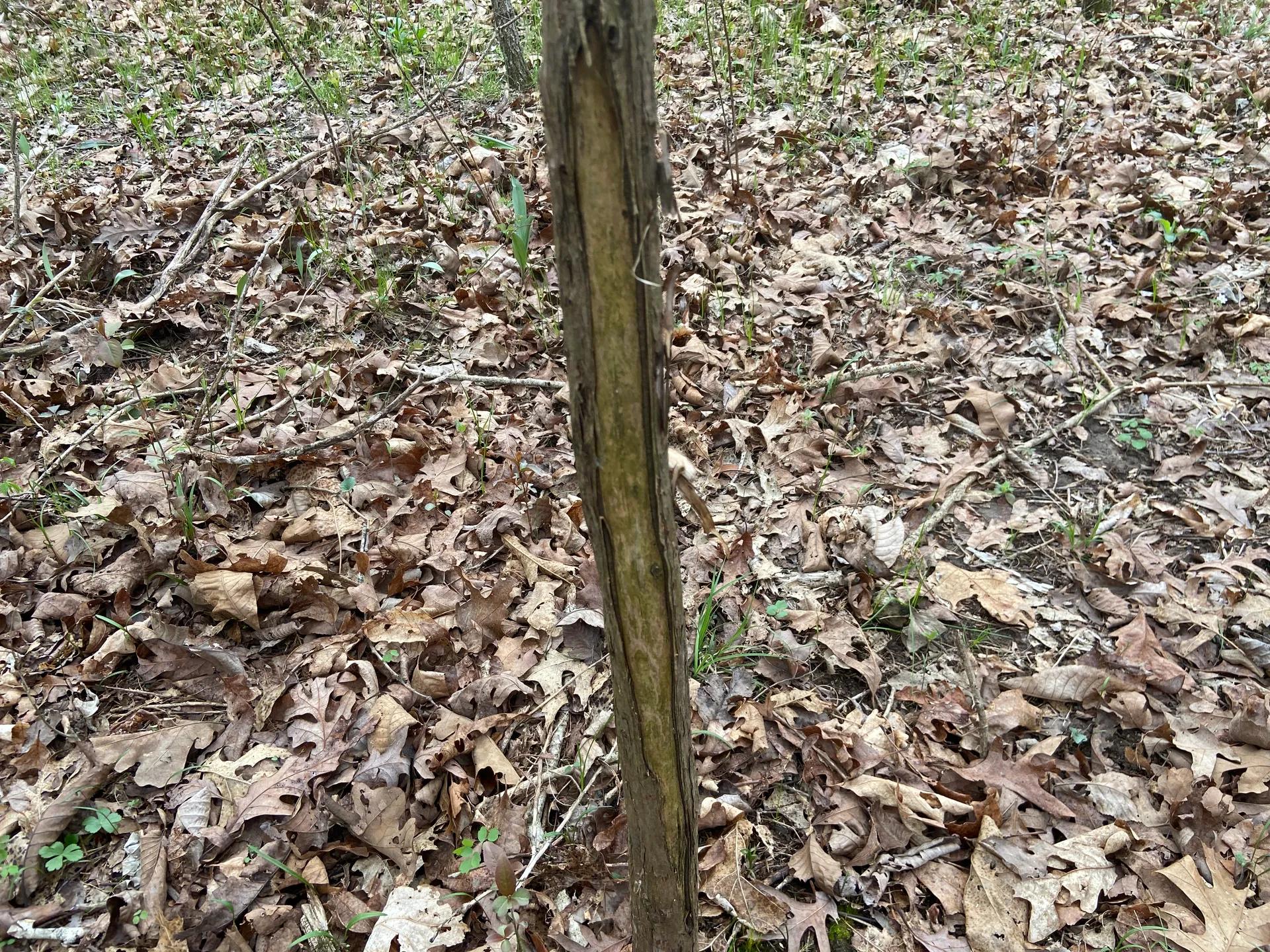 66631488-21