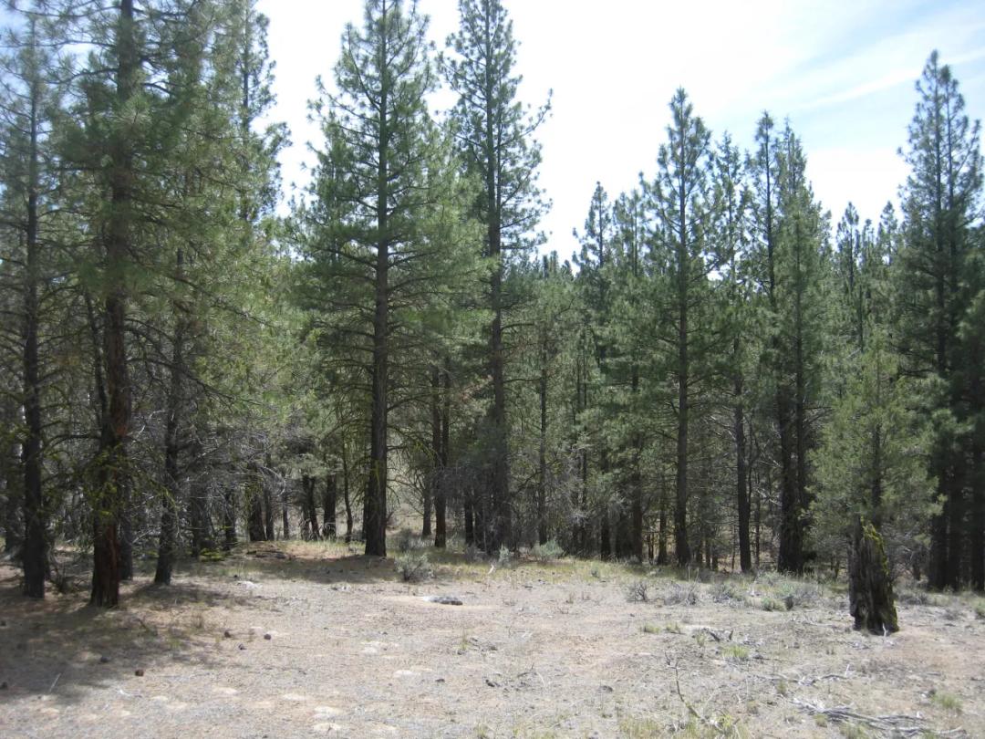 3 adjoining treed lots on cul de sac *