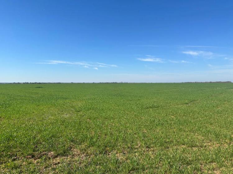 Farm For Sale – 160 ± Acres – Grandfield, Oklahoma, Tillman County