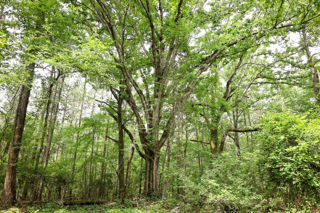 116.8 Acres in Lincoln Parish, LA 