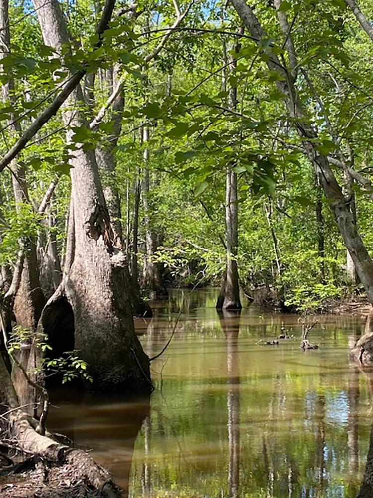 59 Acres in Emanuel County, GA 