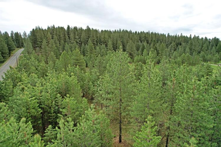 Elo Road McCall 5+ Acres