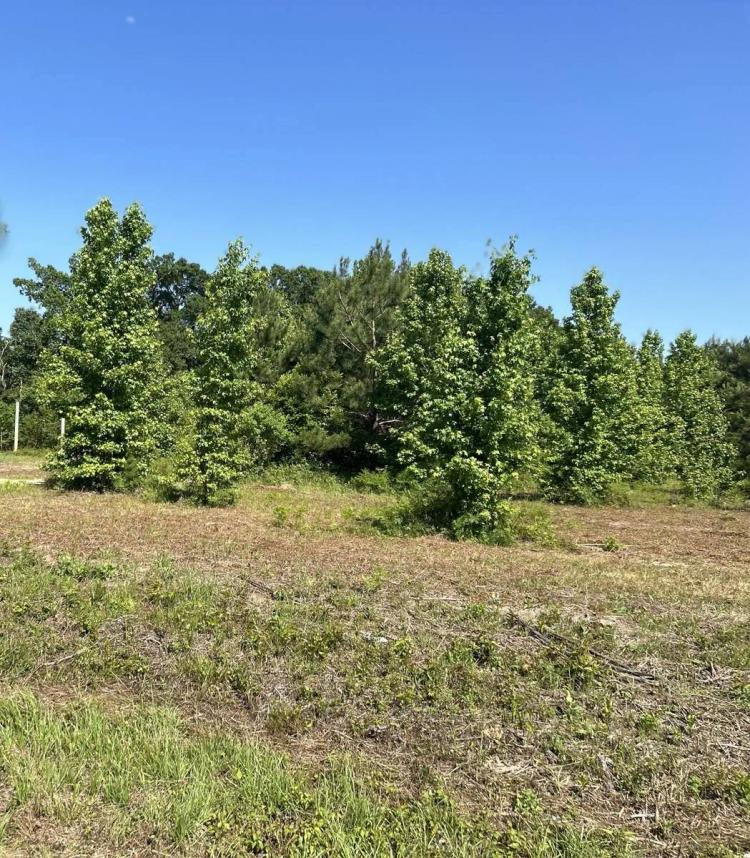 1.00 Acres at 19203 Andalusia Hwy