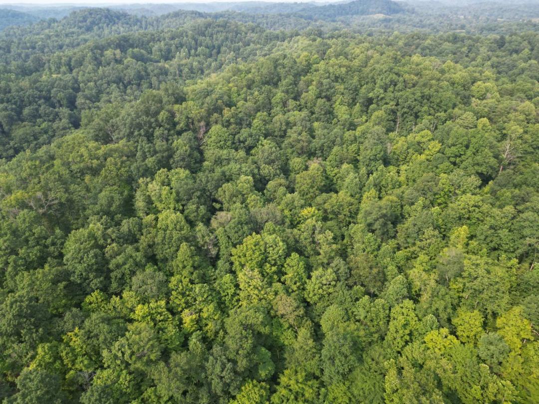 000 Green Creek, Walton, WV 25286 (64 +/- Acres) $79,900.00