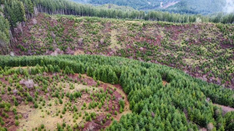 Little Cedar Creek Timber Tract