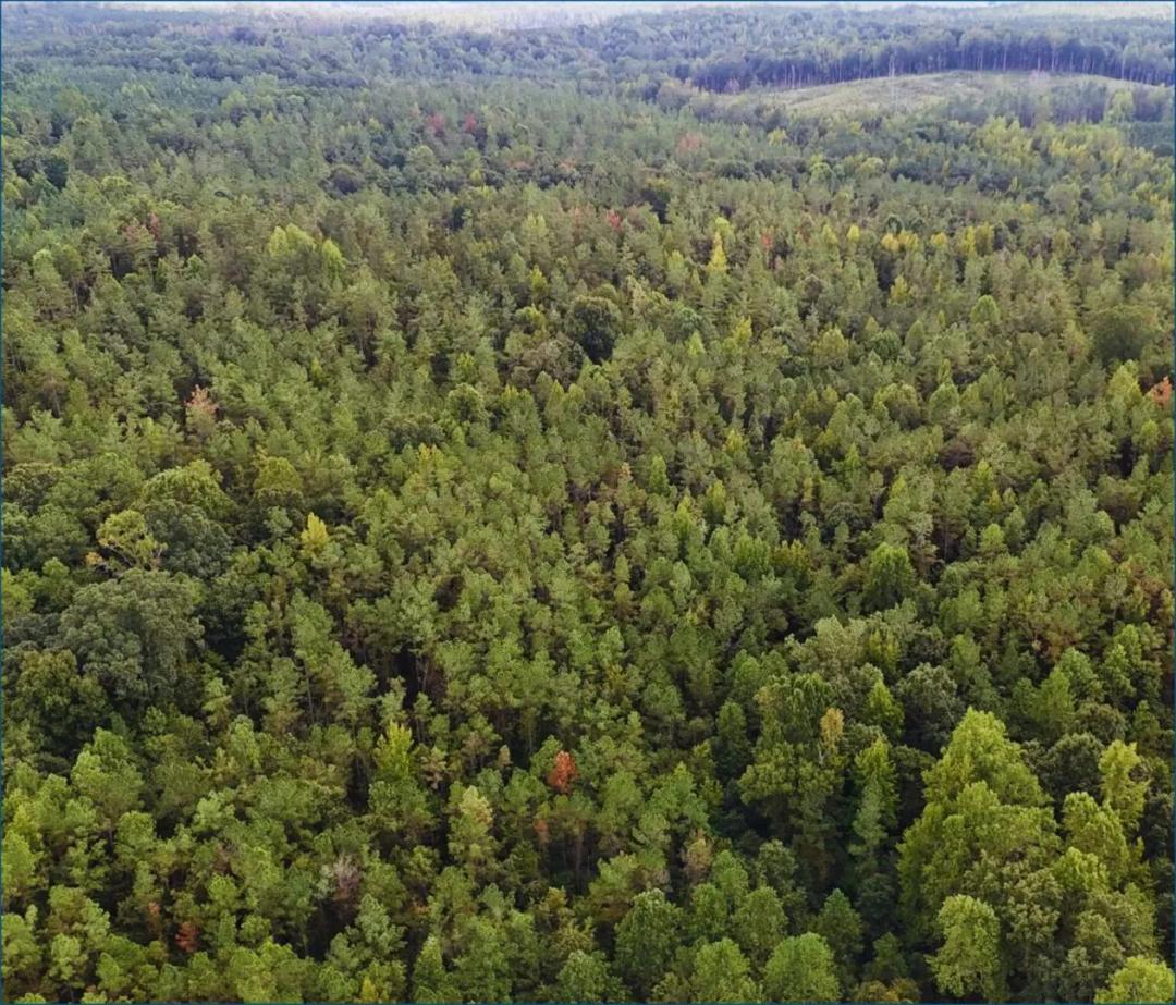 80 Acres in Webster County in Eupora, MS