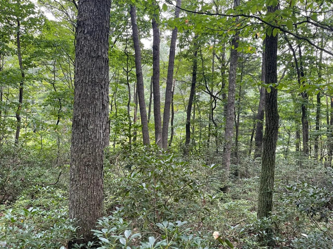 67867659-45