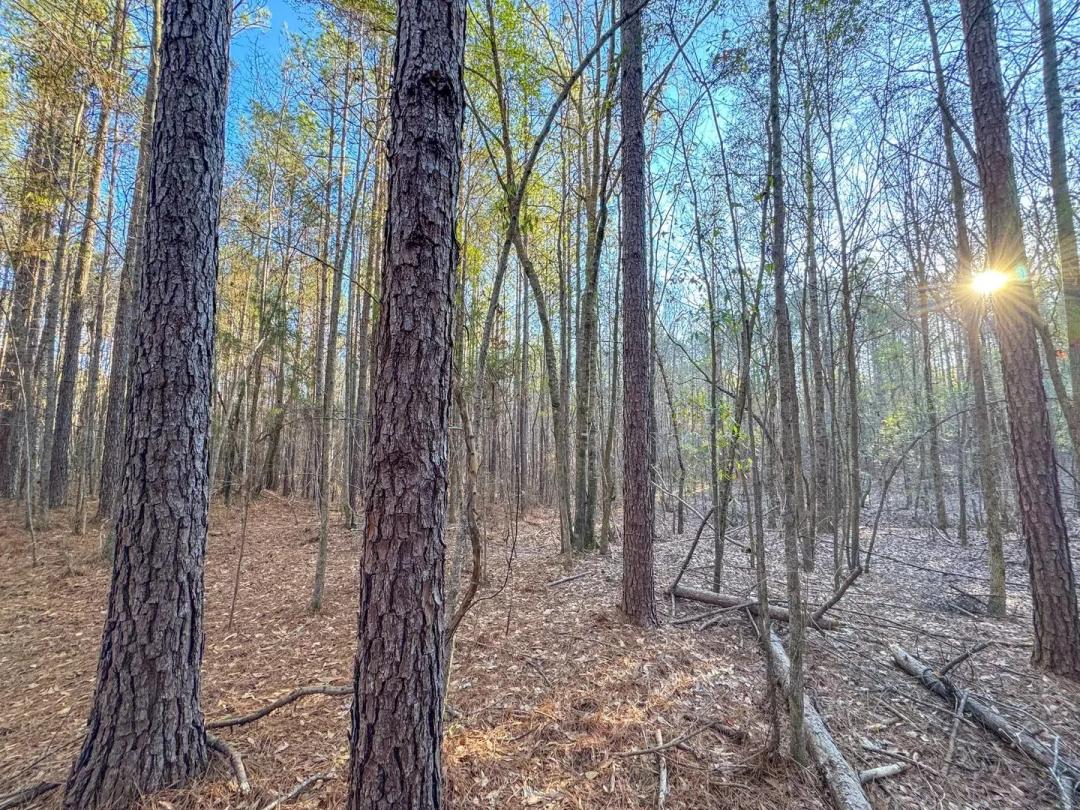6 ± Acres in Waverly, AL – Ready-to-Build Homesite with Power & Driveway