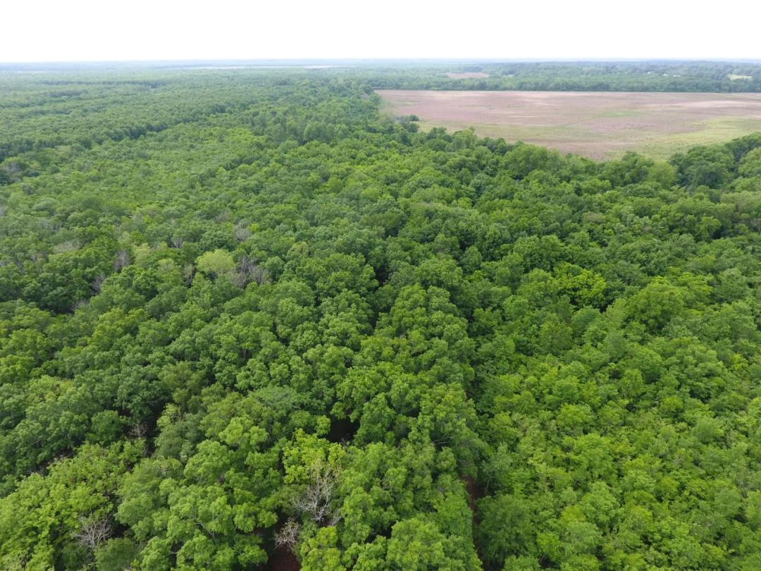 18.39 Acres at 0 Bonnette Road