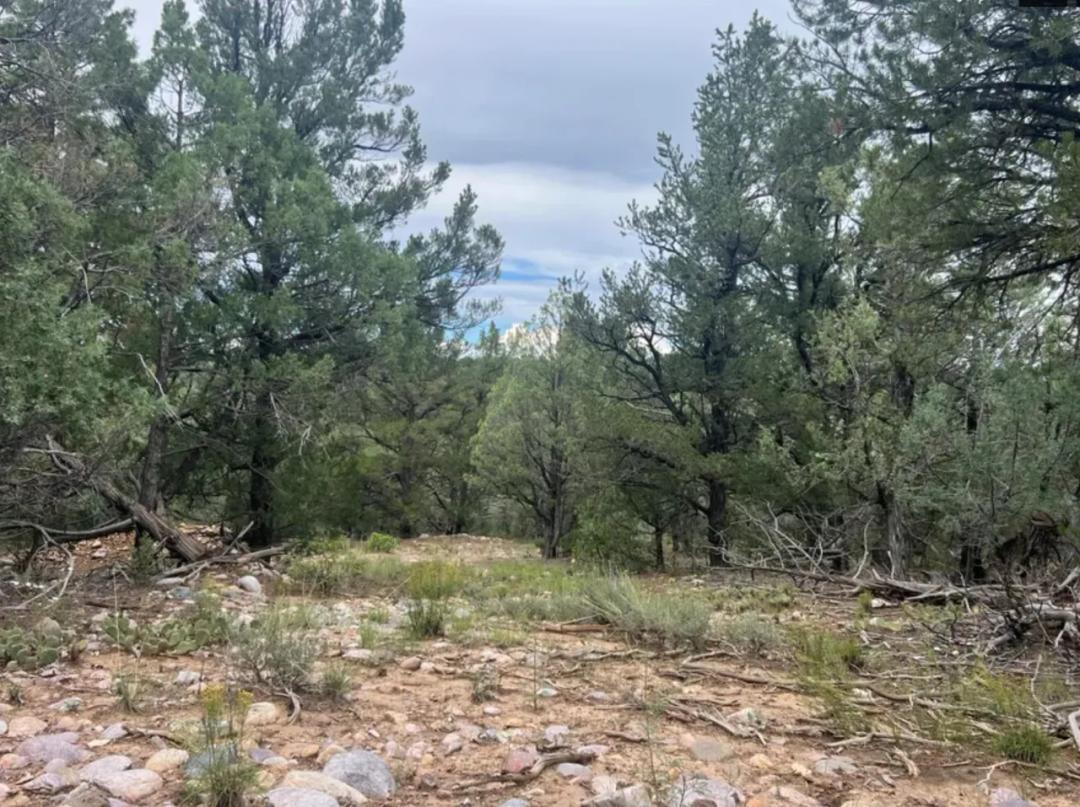 Heavily wooded 3/4 acre Lot.  Buildable residential lot. Power at road. New Mexico land